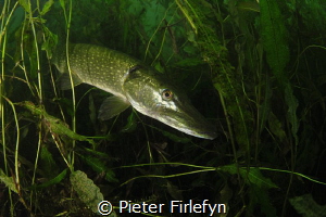 Pike in the Pond of Ekeren/Belgium by Pieter Firlefyn 